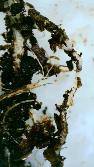 2023_04_02_08_56_15_982.jpg