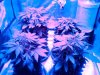 IMG_Day 24 grow tent.jpg