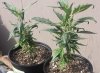 clones today.jpg clones today.jpg