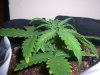 AUTO SWEET CHEESE 2_11-4-13 2.jpg