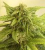 indica-closeup-nov-5.jpg