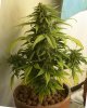 indica-nov-5.jpg