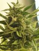 sativa-closeup-2-nov-5.jpg