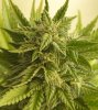 sativa-closeup-nov-5.jpg