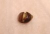bad seed.JPG