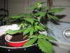 Day 17 lst.jpg
