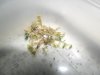 grow 781.jpg grow 781.jpg