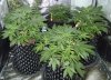 IMG_Grow Tent Day 27.jpg