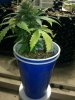 16oz grow off 002.jpg