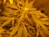 100_3586.jpg
