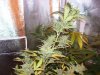 100_3595.jpg