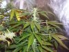 100_3596.jpg