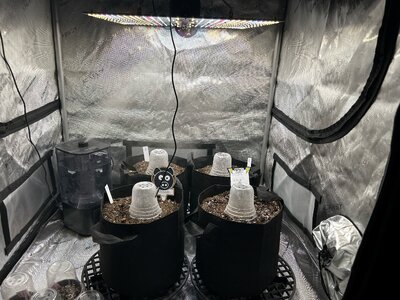 Setup and Germination DAY 1