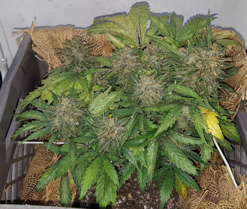 PKauto_day63.jpg