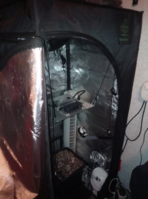 Grow 04 Week 0h.jpg
