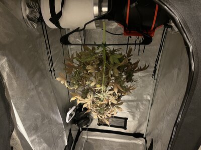 IMG_0096.jpeg