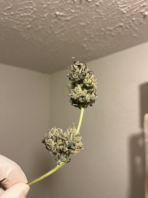 IMG_0105.jpeg