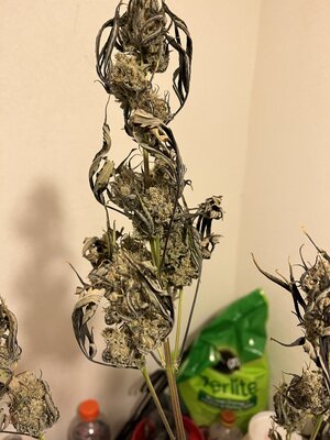IMG_0106.jpeg