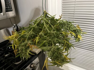 IMG_0387.jpeg