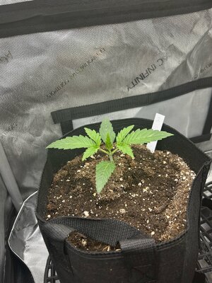 Week 2 Veg Begins!