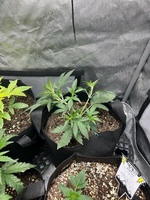 DG3Day20LST.jpg