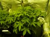 18 day old top view.jpg