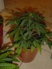 DSC00545.jpg