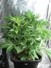 Dinafem Fruit Day 23 (1).JPG