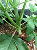 Dinafem Fruit Day 23 (2).JPG