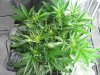 Dinafem Fruit Day 23 (3).JPG