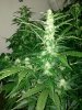 IMG_20131109_205412.jpg