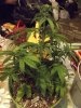 DSCF2511.jpg
