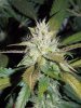 DD (9).jpg