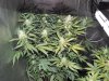DD (10).jpg