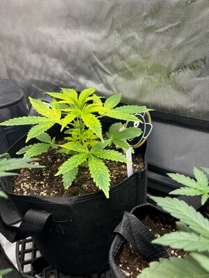 Pre Flower On The Horizon
