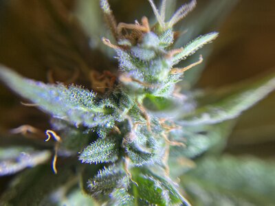 IMG_0304.jpeg