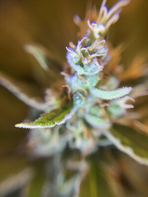 IMG_0348.jpeg