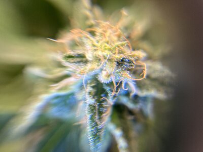 IMG_0473.jpeg