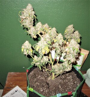 IMG_1084 (2).JPG