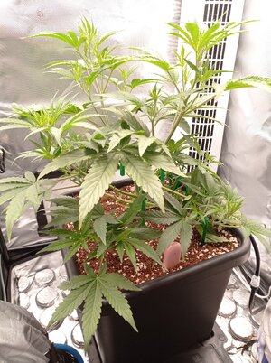 Grow 4 Day 27.jpg