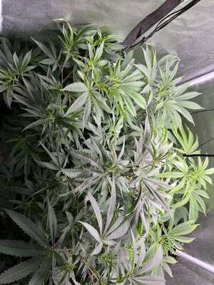 IMG_0565.jpeg