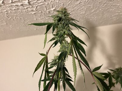 IMG_0581.jpeg