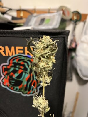IMG_0589.jpeg