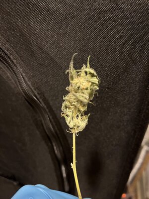 IMG_0593.jpeg