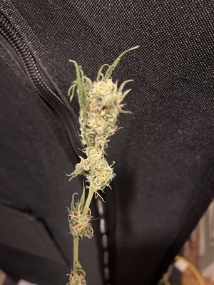 IMG_0594.jpeg
