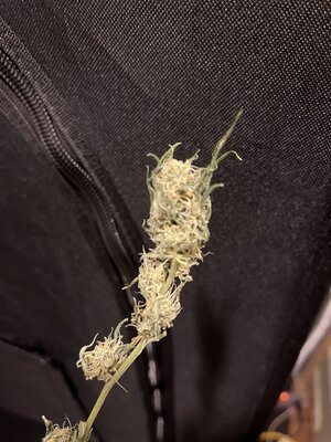 IMG_0595.jpeg