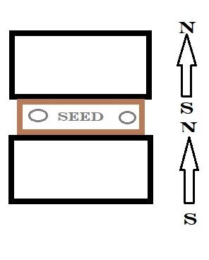 Seed.jpg