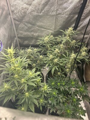 Flower Time Update!