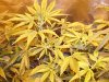 100_3619.jpg