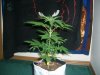 BLUE DREAM 3_11-12-13 1.jpg